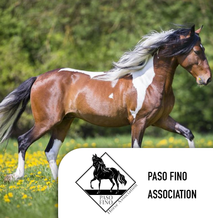 pasofino