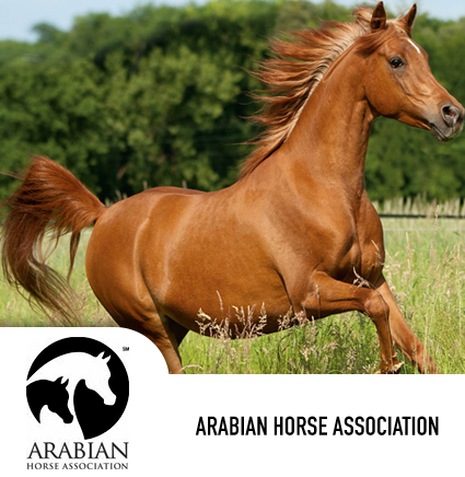 arabian
