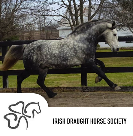 irishdraught