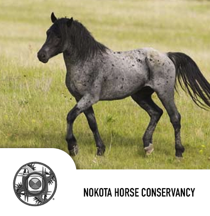 nokota