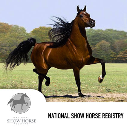 showhorse