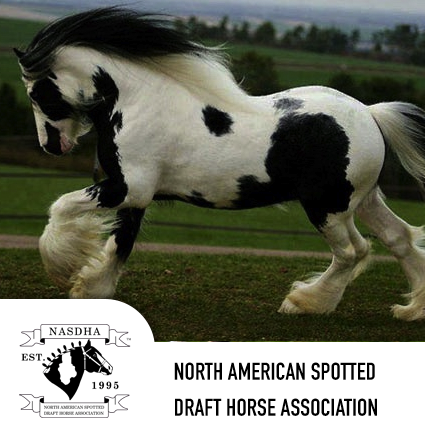spotteddraft