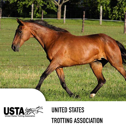 standardbred