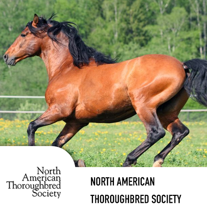 thoroughbred