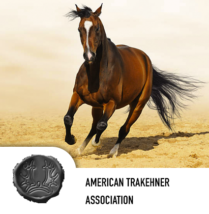 trakehner